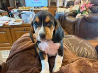 Green Male, a male Beagle for sale in Lott, TX – Photo 4 of 10