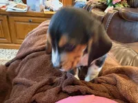 Green Male, a male Beagle for sale in Lott, TX – Photo 8 of 10