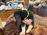 Green Male, a male Beagle for sale in Lott, TX – Photo 2 of 10