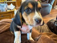 Green Male, a male Beagle for sale in Lott, TX – Photo 7 of 10