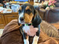 Green Male, a male Beagle for sale in Lott, TX – Photo 5 of 10