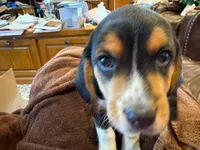 Green Male, a male Beagle for sale in Lott, TX – Photo 10 of 10