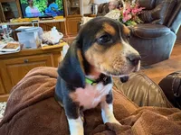 Green Male, a male Beagle for sale in Lott, TX – Photo 6 of 10