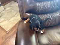 Orchid J Female, a female Beagle for sale in Lott, TX – 4 of 7