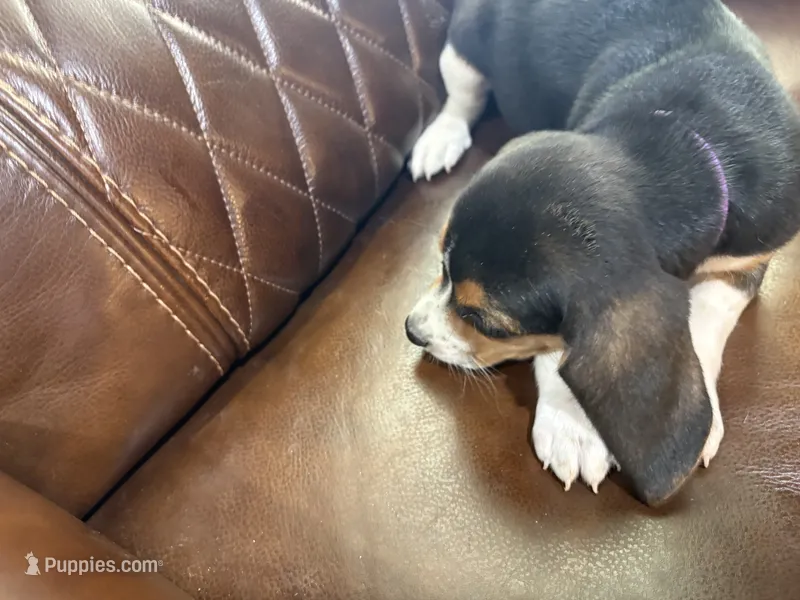 Purple J Female – Beagle puppy for sale in Lott, TX