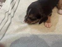 Black J Male, a male Beagle for sale in Lott, TX – 5 of 5