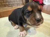 Brown J Male, a male Beagle for sale in Lott, TX – 4 of 5