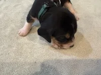 Green J Male, a male Beagle for sale in Lott, TX – 2 of 5