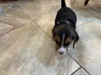 Tan B Male, a male Beagle for sale in Lott, TX – 2 of 5