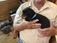 Blue B Male, a male Beagle for sale in Lott, TX – 6 of 6