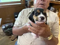 Blue B Male, a male Beagle for sale in Lott, TX – 1 of 6