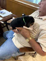 Green B Female, a female Beagle Harrier for sale in Lott, TX – 4 of 6