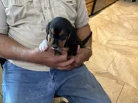 Yellow B Female, a female Beagle for sale in Lott, TX – 4 of 5