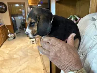 Tan B Male, a male Beagle for sale in Lott, TX – 4 of 5
