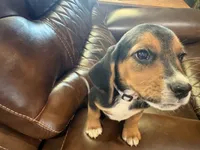 Orchid J Female, a female Beagle for sale in Lott, TX – 2 of 7