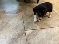 Blue B Male, a male Beagle for sale in Lott, TX – 2 of 6