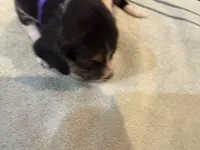 Purple J Female, a female Beagle for sale in Lott, TX – 4 of 5
