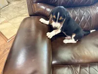 Grey J Male, a male Beagle for sale in Lott, TX – 1 of 7