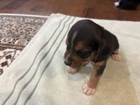 Black J Male, a male Beagle for sale in Lott, TX – 3 of 5