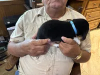 Blue B Male, a male Beagle for sale in Lott, TX – 5 of 6