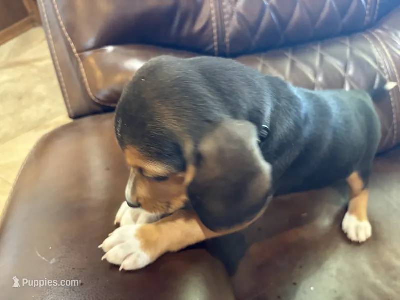 Black J Male – Beagle puppy for sale in Lott, TX