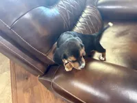 Orchid J Female, a female Beagle for sale in Lott, TX – 5 of 7