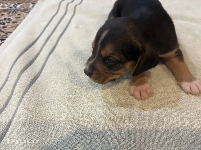 Black J Male – Beagle puppy for sale in Lott, TX