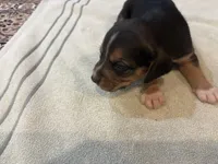 Black J Male, a male Beagle for sale in Lott, TX – 1 of 5