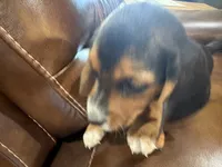 Orchid J Female, a female Beagle for sale in Lott, TX – 7 of 7