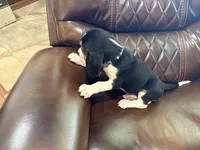 Grey J Male, a male Beagle for sale in Lott, TX – 2 of 7