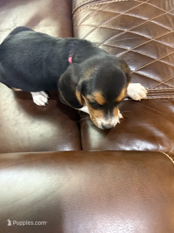 Pink J Female – Beagle puppy for sale in Lott, TX