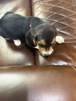 Pink J Female, a female Beagle for sale in Lott, TX – 1 of 7
