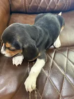 Pink J Female, a female Beagle for sale in Lott, TX – 3 of 7