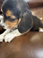Pink J Female, a female Beagle for sale in Lott, TX – 7 of 7