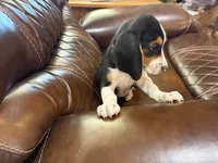 Grey J Male, a male Beagle for sale in Lott, TX – 4 of 7