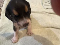 Pink J Female, a female Beagle for sale in Lott, TX – 3 of 4