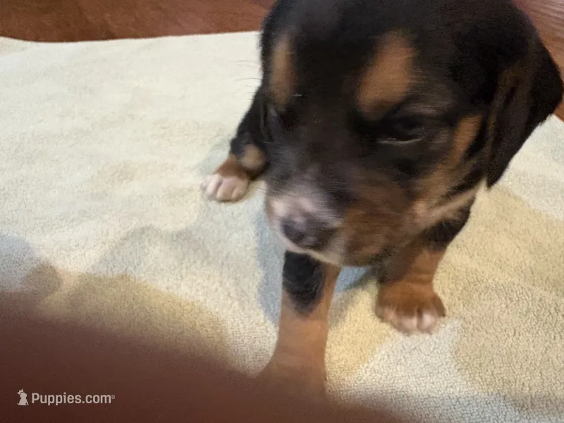Orchid J Female – Beagle puppy for sale in Lott, TX