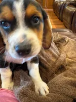 Tan Male, a male Beagle for sale in Lott, TX – Photo 5 of 10