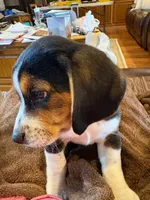 Tan Male, a male Beagle for sale in Lott, TX – Photo 2 of 10