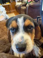 Tan Male, a male Beagle for sale in Lott, TX – Photo 6 of 10