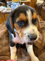 Tan Male, a male Beagle for sale in Lott, TX – Photo 4 of 10