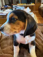 Tan Male, a male Beagle for sale in Lott, TX – Photo 3 of 10