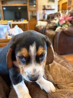 Tan Male, a male Beagle for sale in Lott, TX – Photo 7 of 10
