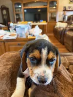 Tan Male, a male Beagle for sale in Lott, TX – Photo 9 of 10