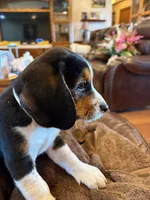 Tan Male, a male Beagle for sale in Lott, TX – Photo 8 of 10