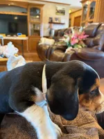 Tan Male, a male Beagle for sale in Lott, TX – Photo 10 of 10
