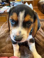 Tan Male, a male Beagle for sale in Lott, TX – Photo 1 of 10