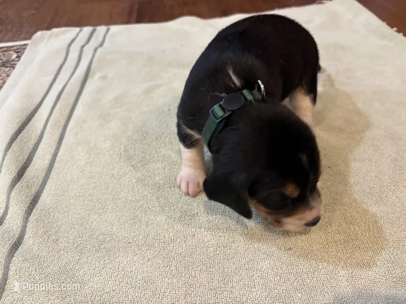 Green J Male – Beagle puppy for sale in Lott, TX