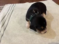 Green J Male, a male Beagle for sale in Lott, TX – 1 of 5