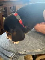Red B Female, a female Beagle for sale in Lott, TX – 4 of 6